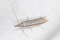 Pleurota ericella