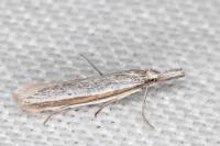 Pleurota ericella