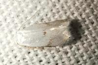 Pseudopostega crepusculella