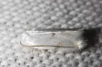 Pseudopostega crepusculella