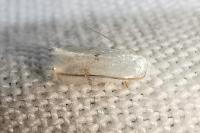 Pseudopostega crepusculella