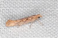 Plutella xylostella