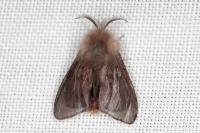 Canephora hirsuta