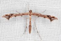 Amblyptilia acanthadactyla