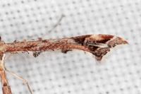 Amblyptilia acanthadactyla