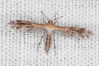 Stangeia siceliota
