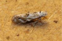 Bucculatrix bechsteinella