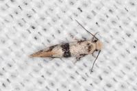 Infurcitinea atrifasciella