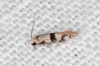 Infurcitinea atrifasciella