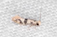 Infurcitinea atrifasciella