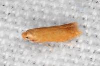 Tischeria