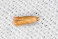 Tischeria