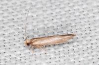 Zelleria hepariella
