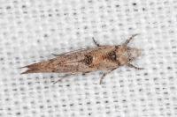 Zelleria oleastrella