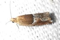 Ancylis comptana