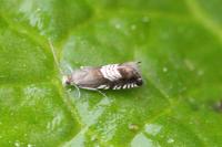 Grapholita compositella