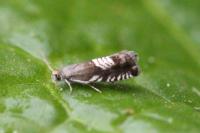 Grapholita compositella