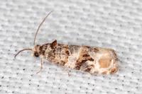 Lobesia botrana