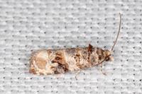 Lobesia botrana