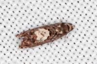 Pammene