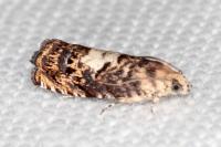 Pammene gallicolana