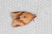 Clepsis consimilana