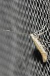 Aspilapteryx tringipennella