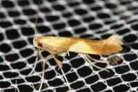 Caloptilia robustella