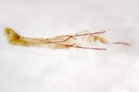 Cnephasia incertana