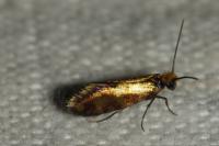 Micropterix tunbergella