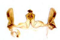 Bactra lancealana