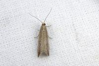 Bactra lancealana