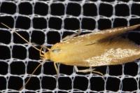 Crassa tinctella