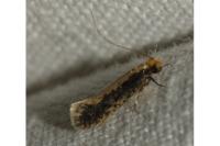 Monopis crocicapitella