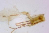 Cnephasia incertana