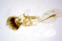 Cnephasia communana