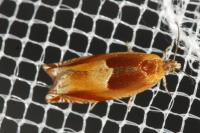 Ancylis mitterbacheriana