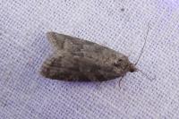 Cnephasia communana