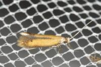 Coptotriche marginea