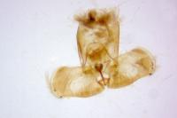 Gypsonoma aceriana