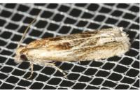 Eucosma gr. cana