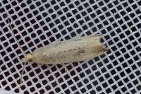 Bactra lancealana