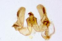 Bactra lancealana