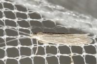 Coleophora