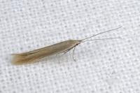 Coleophora glaucicolella