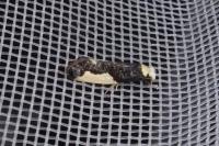 Monopis monachella