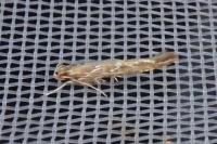 Pyroderces argyrogrammos