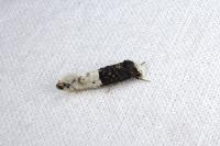 Trichophaga bipartitella