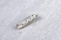 Ethmia terminella