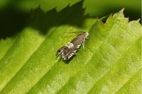 Grapholita compositella